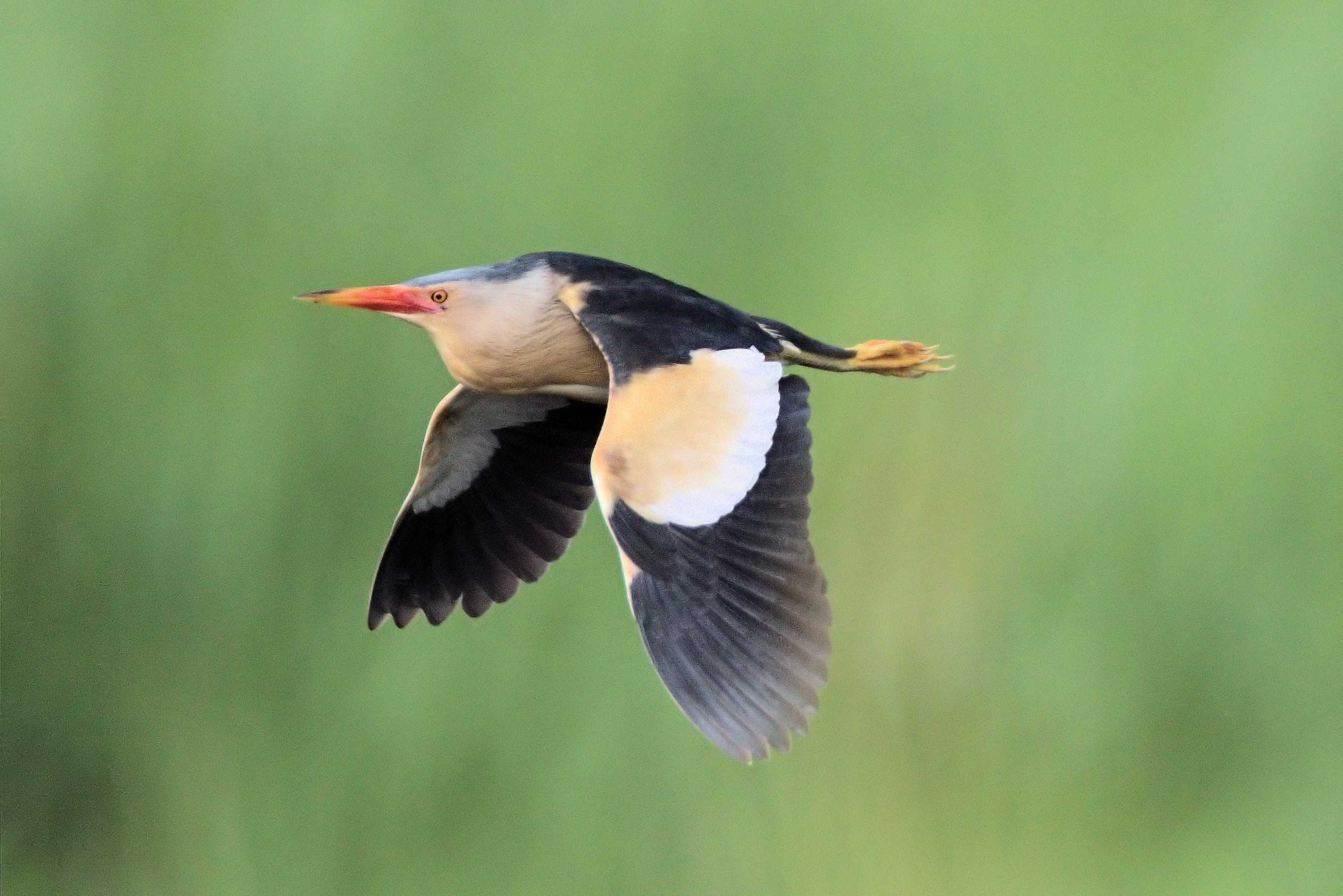 Little bittern 2018